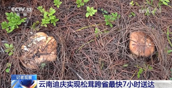 牛道配资 听说你爱吃松茸？最快7小时就能跨省尝到云南鲜味